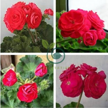 Red Viva Rosita Zonal Geranium Flower 20 Seeds