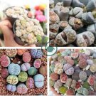 Pebble Plant Mix Cactus Lithops Succulents Living Stones 20 Seeds
