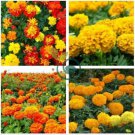 Mixed Chrysanthemum Seeds Perennial Flowering Rose Pink Orange Yellow Red Marigold 200 Seeds