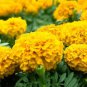 Mixed Chrysanthemum Seeds Perennial Flowering Rose Pink Orange Yellow Red Marigold 200 Seeds