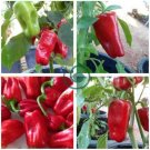 New Rare heirloom Aleppo pepper (pure strain) 30 Seeds