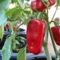 New Rare heirloom Aleppo pepper (pure strain) 30 Seeds