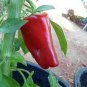 New Rare heirloom Aleppo pepper (pure strain) 30 Seeds