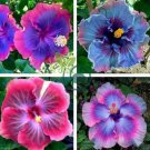 Rare Mix Colors Giant Hibiscus Potted Plant Perennial Flowers 40 Seeds