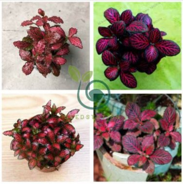 Fittonia verschaffeltii 200 Seeds