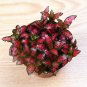 Fittonia verschaffeltii 200 Seeds