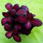 Fittonia verschaffeltii 200 Seeds