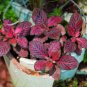 Fittonia verschaffeltii 200 Seeds