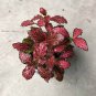Fittonia verschaffeltii 200 Seeds