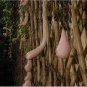 Melon seeds Vietnam milk as a woman's 200 Seeds