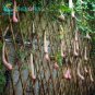 Melon seeds Vietnam milk as a woman's 200 Seeds