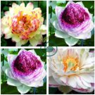 Heirloom Colorful Lotus 20 Seeds