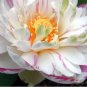 Heirloom Colorful Lotus 20 Seeds