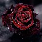 Black Rose Flower With Red Edge Rare Rose Garden 200 Seeds