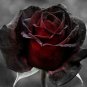 Black Rose Flower With Red Edge Rare Rose Garden 200 Seeds