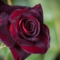 Black Rose Flower With Red Edge Rare Rose Garden 200 Seeds