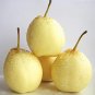 Pear Chinese White Sand Pear 10 Seeds