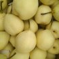 Pear Chinese White Sand Pear 10 Seeds