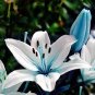 Blue Heart Lily Seeds Potted Plant Bonsai Lily Flower 100 Seeds