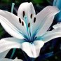 Blue Heart Lily Seeds Potted Plant Bonsai Lily Flower 100 Seeds