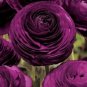 'Zi Yuren' Dark Purple Ranunculus Asiaticus Perennial Flower 40 Seeds