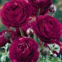 'Zi Yuren' Dark Purple Ranunculus Asiaticus Perennial Flower 40 Seeds