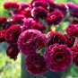 'Zi Yuren' Dark Purple Ranunculus Asiaticus Perennial Flower 40 Seeds