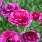'Zi Yuren' Dark Purple Ranunculus Asiaticus Perennial Flower 40 Seeds