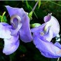 Vigna Caracalla, Lavender Snail Vine 40 Seeds