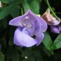 Vigna Caracalla, Lavender Snail Vine 40 Seeds