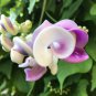 Vigna Caracalla, Lavender Snail Vine 40 Seeds