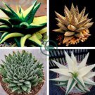 Succulents Plant Aloe Vera 200 Seeds