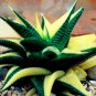Succulents Plant Aloe Vera 200 Seeds