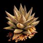 Succulents Plant Aloe Vera 200 Seeds
