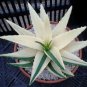 Succulents Plant Aloe Vera 200 Seeds