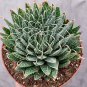 Succulents Plant Aloe Vera 200 Seeds