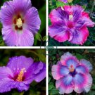 Flower Giant purple Hibiscus Exotic Coral Flowers 40 Seeds