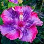 Flower Giant purple Hibiscus Exotic Coral Flowers 40 Seeds