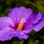 Flower Giant purple Hibiscus Exotic Coral Flowers 40 Seeds