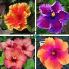 Giant Hibiscus Mixed Flower 200 Seeds
