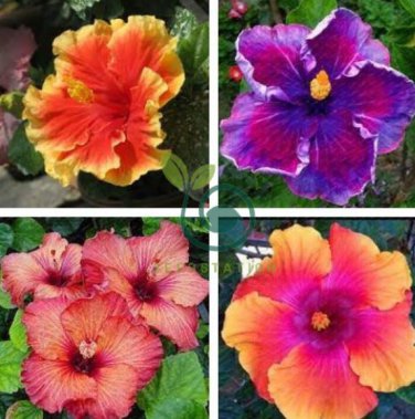 Giant Hibiscus Mixed Flower 200 Seeds