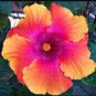 Giant Hibiscus Mixed Flower 200 Seeds