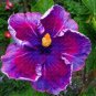 Giant Hibiscus Mixed Flower 200 Seeds