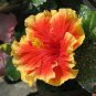 Giant Hibiscus Mixed Flower 200 Seeds