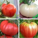 Ukraine Purely White Giant Tomato Organic 200 Seeds