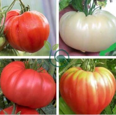 Ukraine Purely White Giant Tomato Organic 200 Seeds