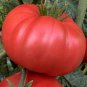 Ukraine Purely White Giant Tomato Organic 200 Seeds