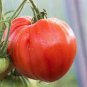 Ukraine Purely White Giant Tomato Organic 200 Seeds
