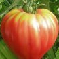 Ukraine Purely White Giant Tomato Organic 200 Seeds