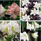 Amaryllis Chinese Bonsai Amarilis Planting 200 seeds